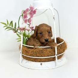 EMBER - Red  female Goldendoodle puppy in Davison, Michigan from Dreaming Doodles