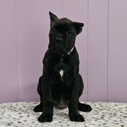 Cane Corso Puppies from RRR Corsos