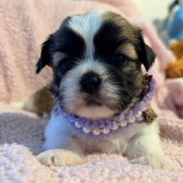 Tatum - Gold and white female Shih Tzu puppy in Hemet, California from Aloha Shih Tzu
