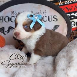 Binx - Red tri male Toy Australian Shepherd puppy in Kenedy, Texas from C&W Signature Canine Co.
