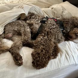 Portuguese Water Dog Puppies from Tanya Jones