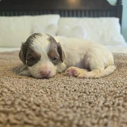 Daisy - Brown female Cavapoo puppy in Floyd, Virginia from Hearts and Paws Poodles and Doodles