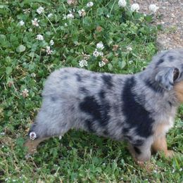 Australian Shepherd Puppies from Ready 'N Abel Aussies