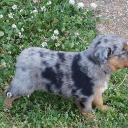 Australian Shepherd Puppies from Ready 'N Abel Aussies