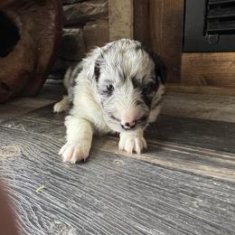 Blue Merle Girl 1 - Blue merle white and tan female Shetland Sheepdog puppy in Shirley, Arkansas from Lucky Pups