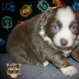 Gnocchi - Dilute red female Australian Shepherd puppy in El Dorado Springs, Missouri from HP Aussie Kennels