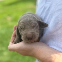 Lola - Silver gray female Weimaraner puppy in Magee, Mississippi from Southern Magnolia Weimaraners