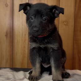 Inferno - Black and tan male German Shepherd puppy in Beech Grove, Arkansas from Ze Zadnich lesu