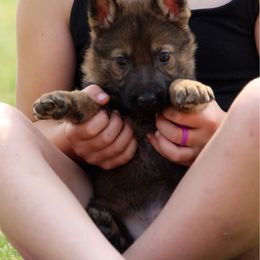 Girl 1 - Sable female German Shepherd puppy in Black Creek, Wisconsin from Copper View Farm German Shepherds and Labrador Retreivers