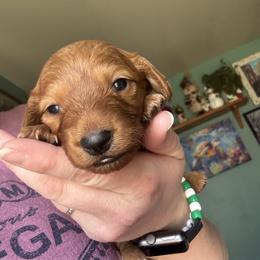 Bobby - Red male Dachshund puppy in Jacksonville, North Carolina from Lizzie’s Doxies