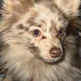 Benji - Pomeranian