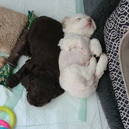 Cocker Spaniel Puppies from Cockers of Country Lane
