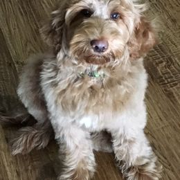 Australian Labradoodle Puppies from Lakeview Labradoodles