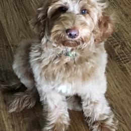 Australian Labradoodle Puppies from Lakeview Labradoodles