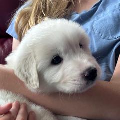 Honey - White female Great Pyrenees puppy in Murfreesboro, Tennessee from Storybook Tails Farm
