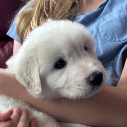 Honey - White female Great Pyrenees puppy in Murfreesboro, Tennessee from Storybook Tails Farm