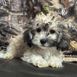 Bruce - Parti male Maltipoo puppy in Berea, Kentucky from Blair’s Furry Friends