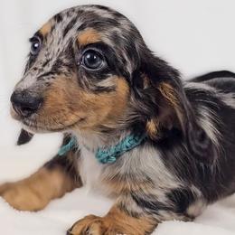Tulip - Dapple female Dachshund puppy in Sacramento, California from MiniDoxPups