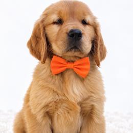 Monroe - Dark golden female Golden Retriever puppy in Elmwood Park, Illinois from Goldens&MiniAussiesWithFinesse