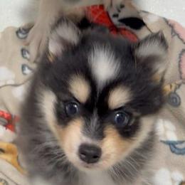 Domino - Black and white female Pomsky puppy in Spring Hill, Florida from PDQ Pomskies