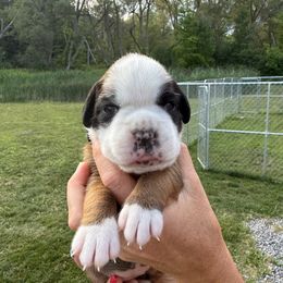 Caroline - Fawn female Boxer puppy in Jamesville, New York from Reynolds Homestead Boxers