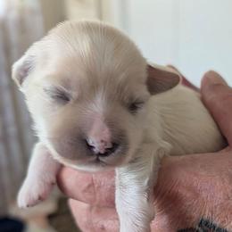 Lenny - Liver male Lhasa Apso puppy in Fort Worth, Texas from Cynthia's Lhasa Apsos