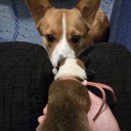 Lassie - Red female Pembroke Welsh Corgi puppy in Palm Bay, Florida from Space Coast Corgi