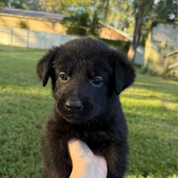 Black female - Black female German Shepherd puppy in Inverness Highlands South, Florida from Von der Tetiaroa German Shepherd dogs