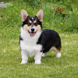 Willow - American Corgi