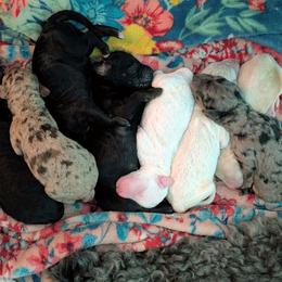 Harry - Black male Sheepadoodle puppy in Austin, Texas from Darling Doodles