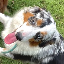 Harlee - Miniature Australian Shepherd