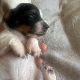 Girl 1 - Piebald female Dachshund puppy in Oakley, California from East Coco Mini Dachshunds
