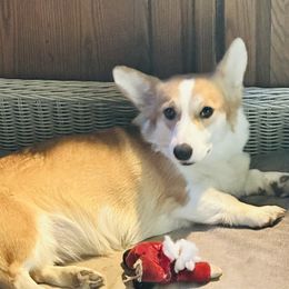 Martha - Pembroke Welsh Corgi