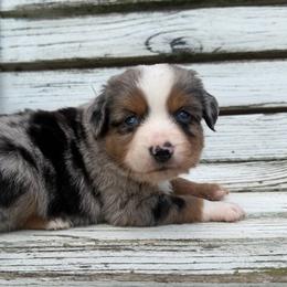 Major - Blue merle male Toy Australian Shepherd puppy in Licking, Missouri from Burnett Aussies