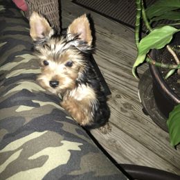 Yorkshire Terrier Puppies from YorkiStars