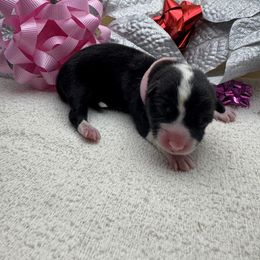 Vixen - Black and tan female Pembroke Welsh Corgi puppy in Ruidoso, New Mexico from Ruidoso's Crowned Companions