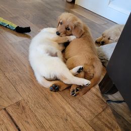 Goldendoodle and Golden Retriever Puppies from A Golden Summer