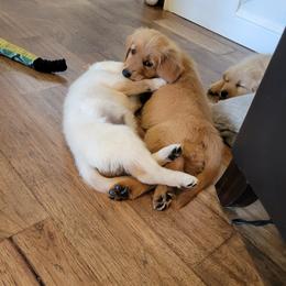 Goldendoodle and Golden Retriever Puppies from A Golden Summer