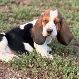 Light green-73 - Black brown and white male Basset Hound puppy in Conway, Missouri from Ozark Mountain Kennel