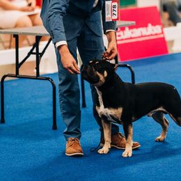 Watson - American Bully