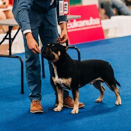 Watson - American Bully