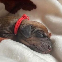 Redbone Coonhound Puppies from Helper Hounds
