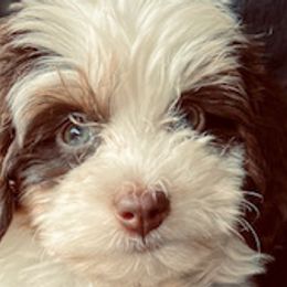 Bernedoodles from Huckleberry Bernedoodles