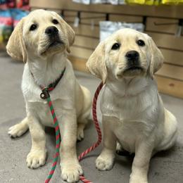 Labrador Retriever puppies from Lone Desert Labradors