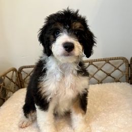 Dulcibear - female Australian Mountain Doodle puppy in Culpeper, Virginia from Hazel River Doodles