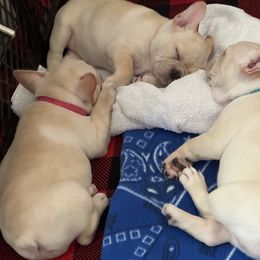French Bulldogs from Frenchies of Mann