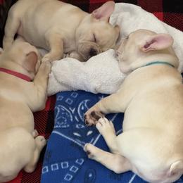 French Bulldogs from Frenchies of Mann