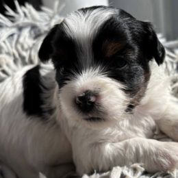 Yorkshire Terriers from Rowan's Rascals