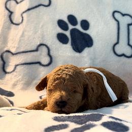 Leonardo - Apricot male Poodle puppy in Berrien Springs, Michigan from Michigan Mini & Toy Red Poodles