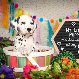 Cavalier King Charles Spaniel and Dalmatian Puppies from Cadence Hall